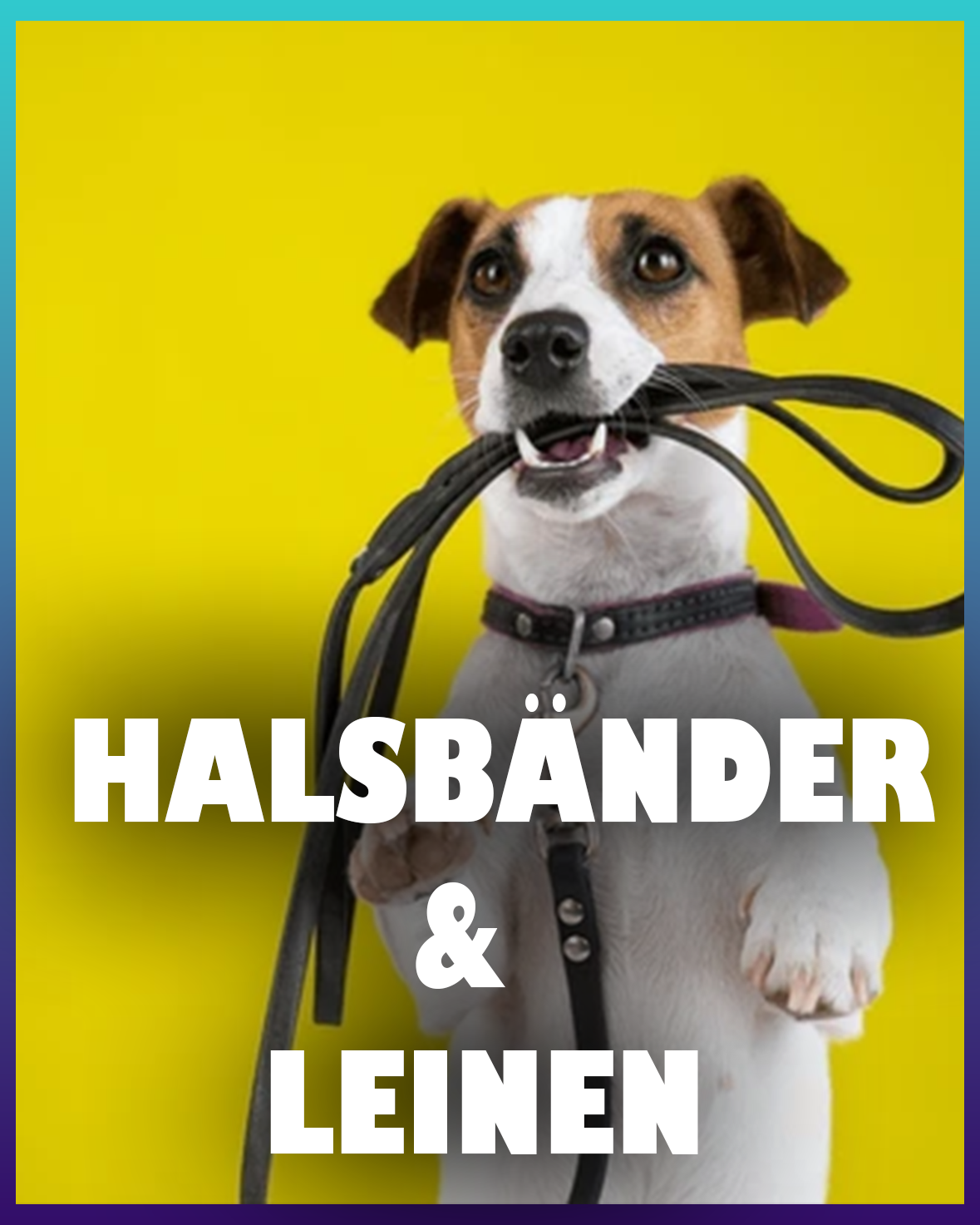 Hunde Halsbänder & Leinen