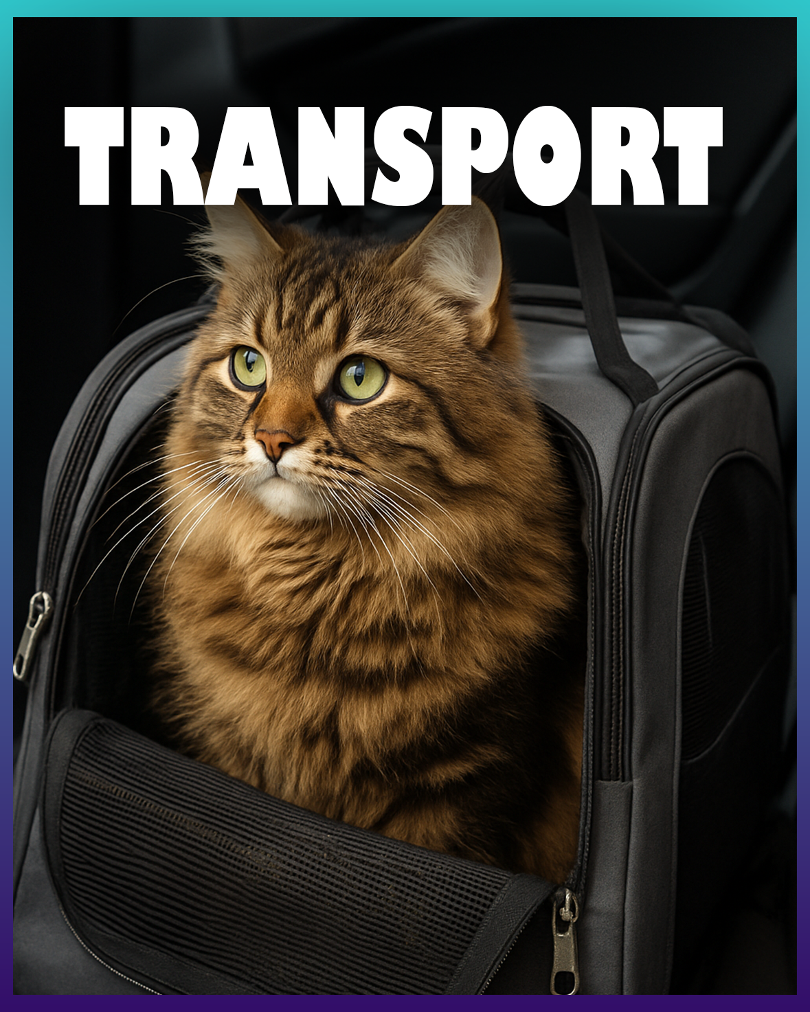 Katzentransport